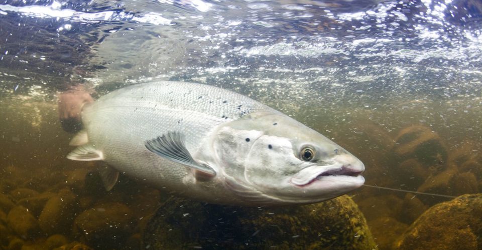 king salmon (chinook) fishing